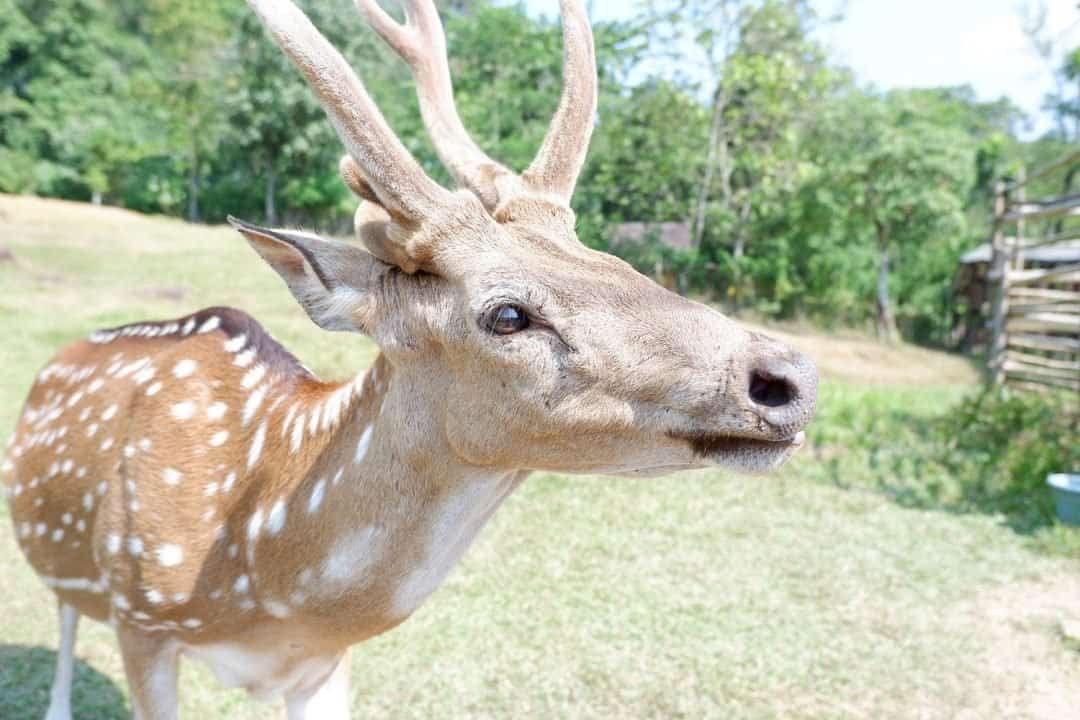 Berfoto dengan rusa (sumber pergiyuk.com)