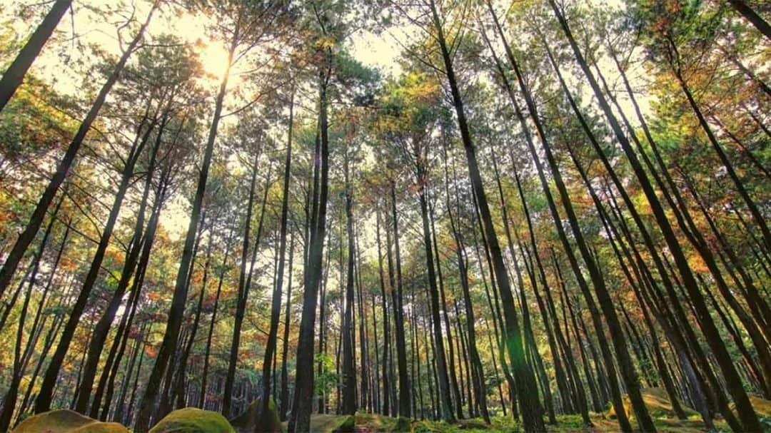 Piknik di hutan pinus Gunung Pancar (sumber akutravel.com)