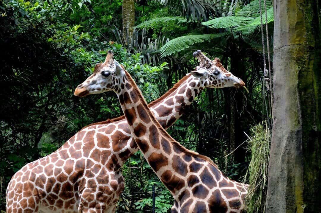 18 hotel dekat taman safari paling populer di Indonesia (sumber trip.com)
