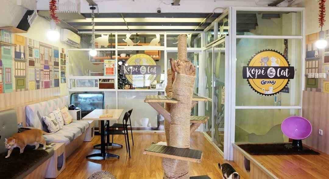 7 Kafe Kucing Hits di Jabodetabek Untuk Cat Lover
