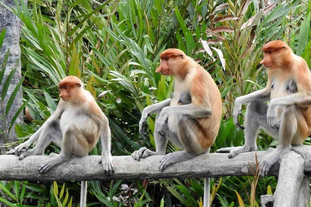 Borneo-Wildlife-Safaris (sumber indojunkie.com)