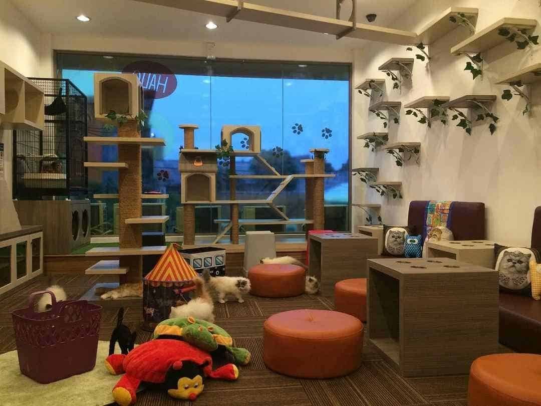 Cutie Cat Café 