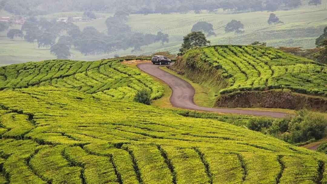 Kebun Teh Dempo