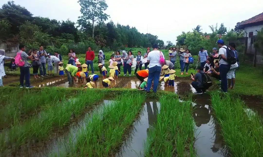 Kuntum Farmfield