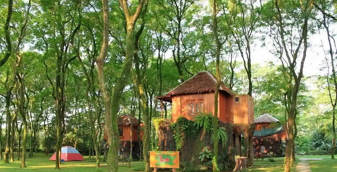 leo tree house