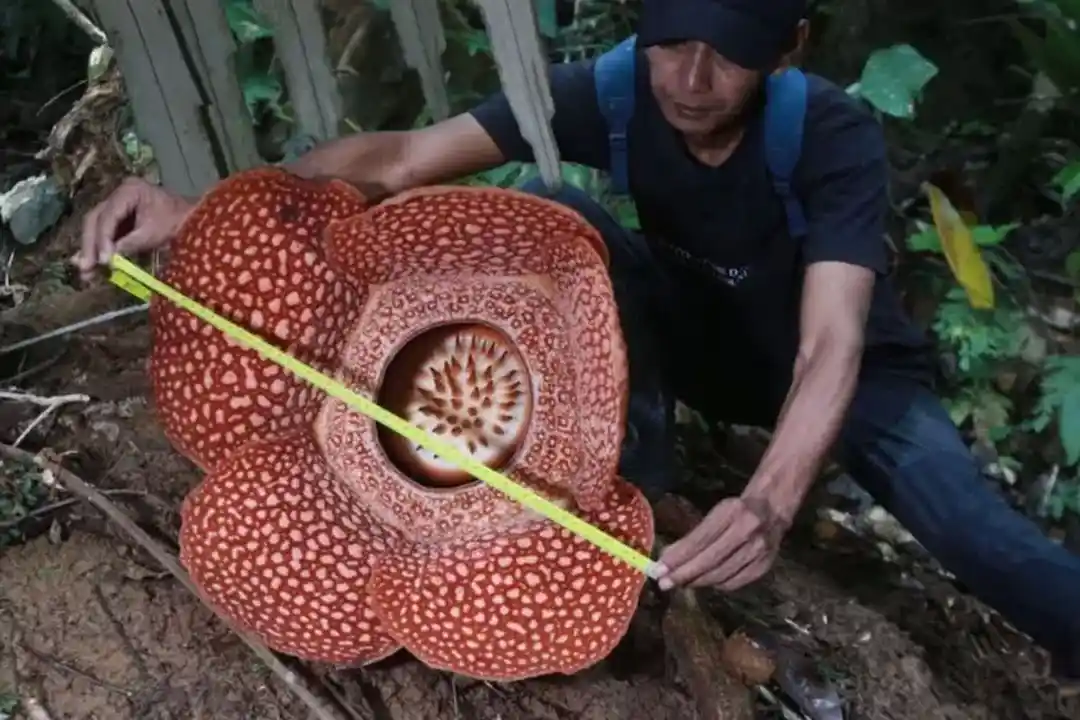 ukuran bunga raflesia