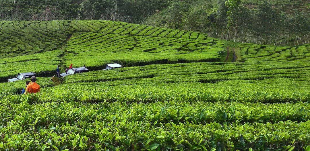tempat wisata kebun teh