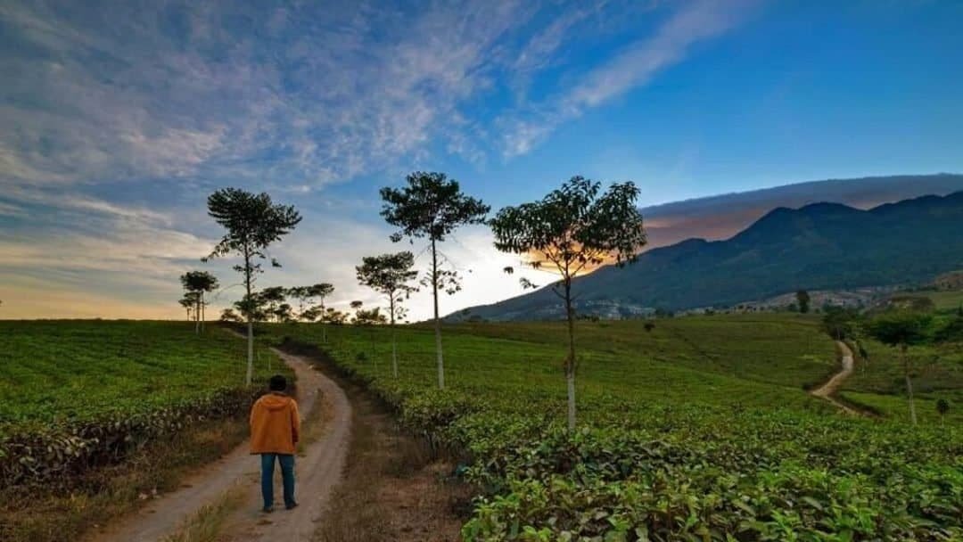 kebun teh kemuning